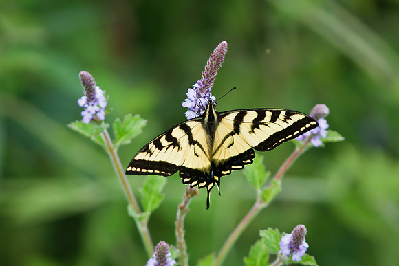 Western Tiger Swallowtail