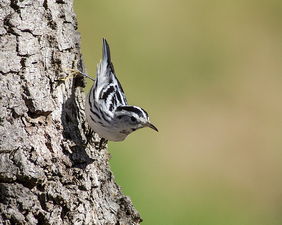 Black-and-white Warbler