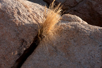 joshuatree09-0688