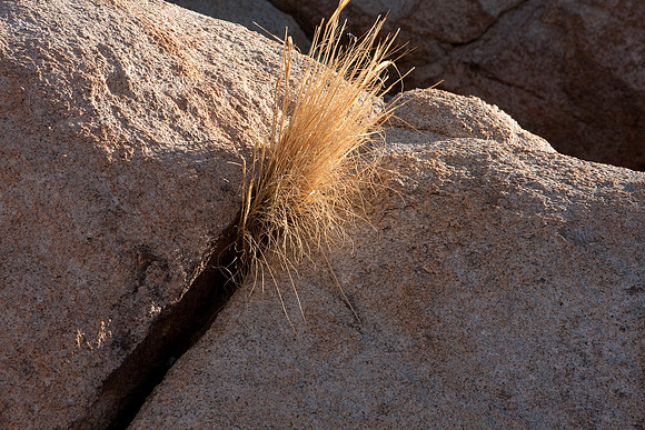 joshuatree09-0688