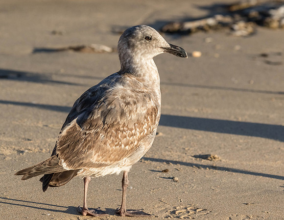 CoronaDelMar-2015-7558