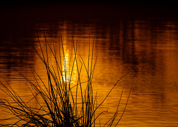 Golden hour