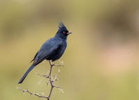 Male Phainopepla
