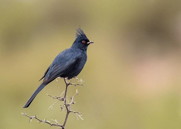 Male Phainopepla