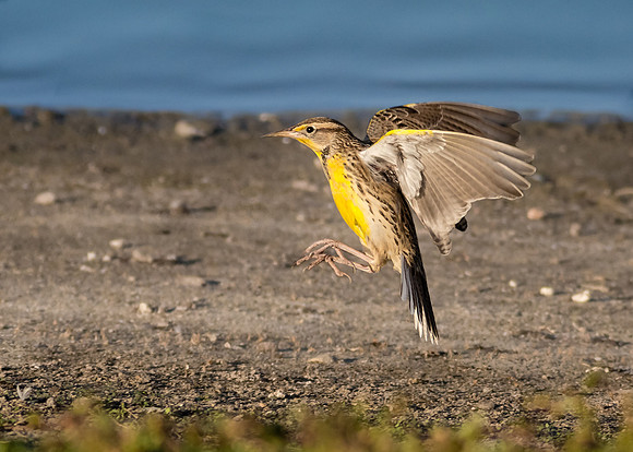 San Joaquin 2014-4731