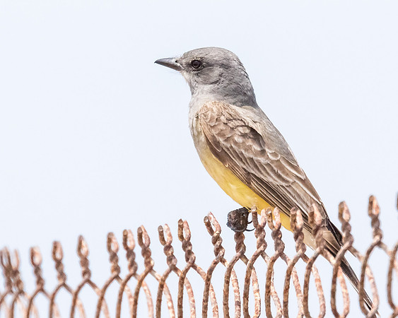 BolsaChica-2015-2679