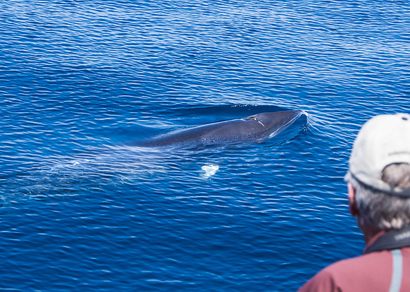 Spring Pelagic Trip