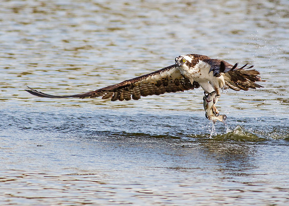 Fly away with a meal
