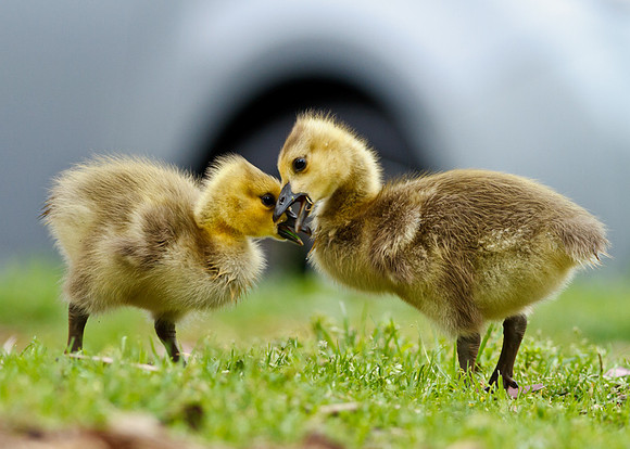 Sibling Rivalry