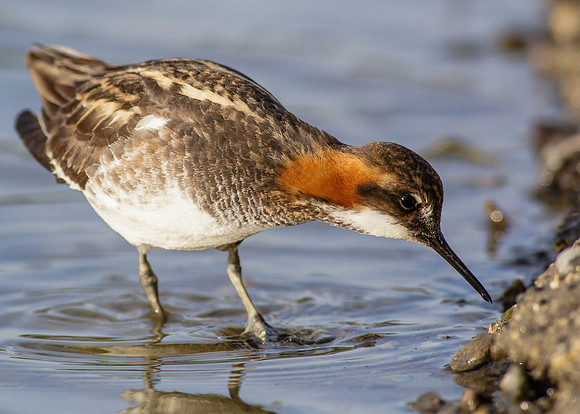 Red-necked Phalarope III