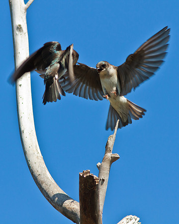 In flight dispute