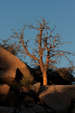 joshuatree09-0595