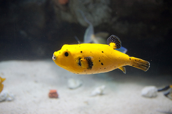 LB-aquarium-9863