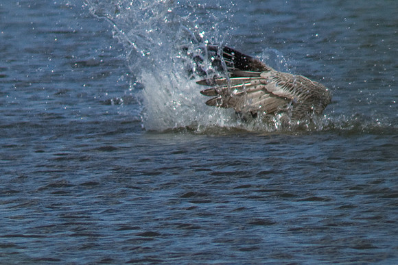 birds-irv-0924