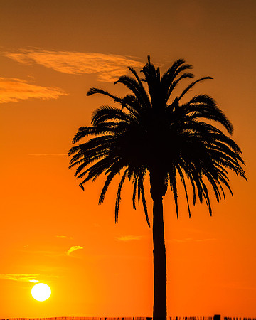 BolsaChica2012-9157