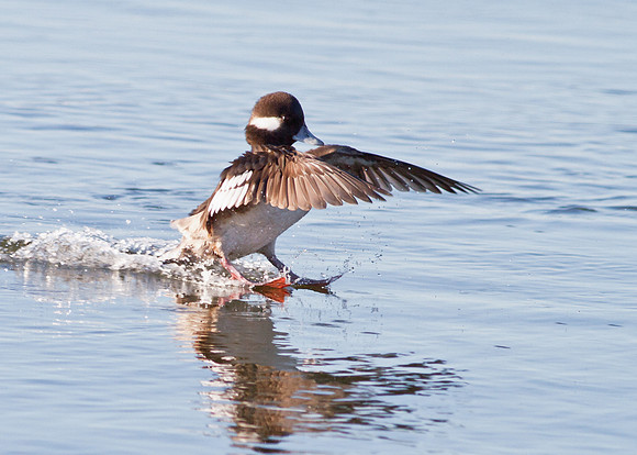 BolsaChica2012-9382