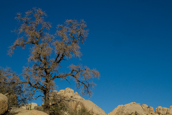 joshuatree09-2575