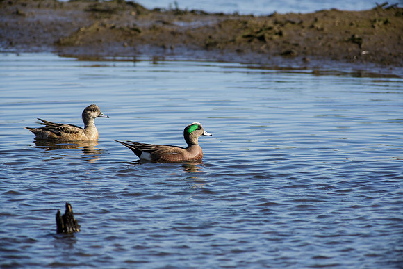 BolsaChica2013-2672