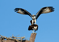 San Joaquin2012-5722