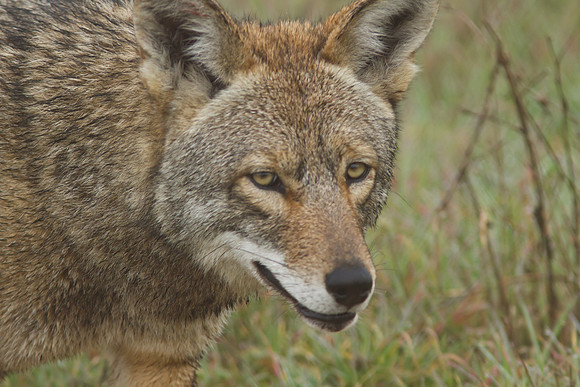 Coyote