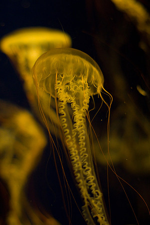 LB-aquarium-0365