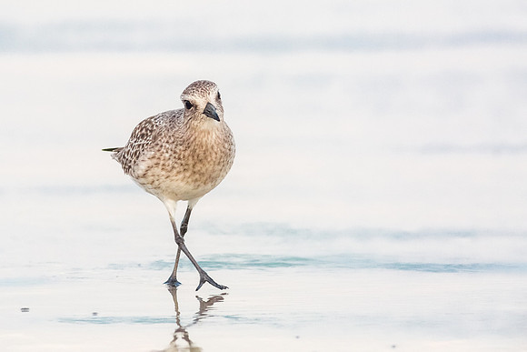 Cross-steppin'  Plover
