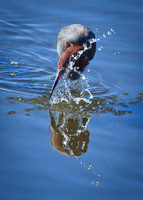 Reddish Egret