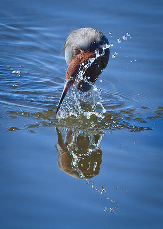 Reddish Egret