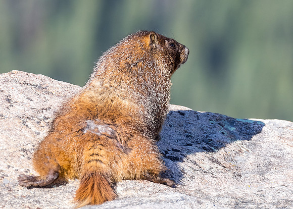 Marmot