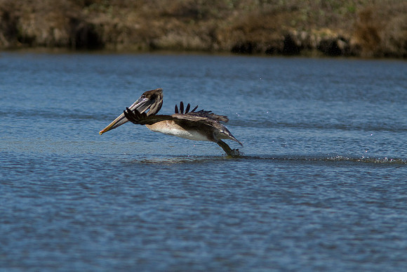 birds-irv-1082