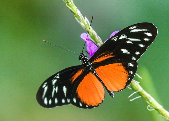 Tiger Longwing
