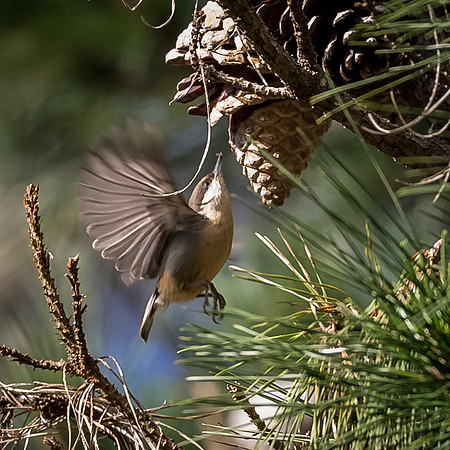 Pygmy Nuthatch