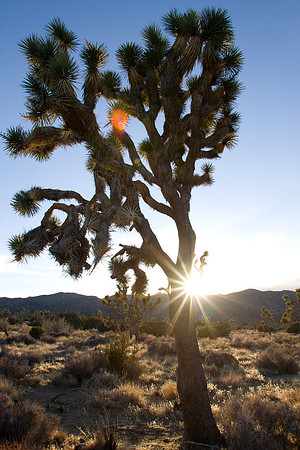 joshuatree09-2349