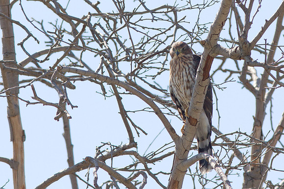 Hawk-0713-5878