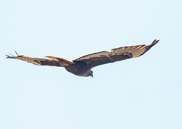 Dark Morph Red-Tailed hawk