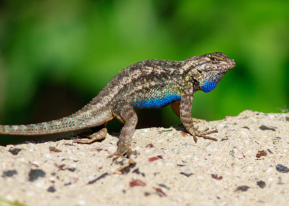 Afternoon pushups - Western Fence Lizard