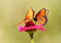 Queen Butterfly