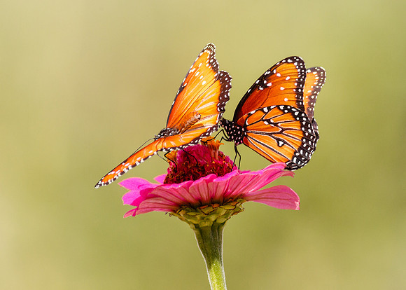 Queen Butterfly