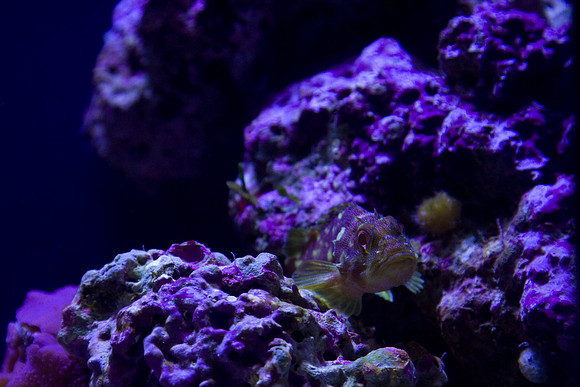 lb-aquarium-1313