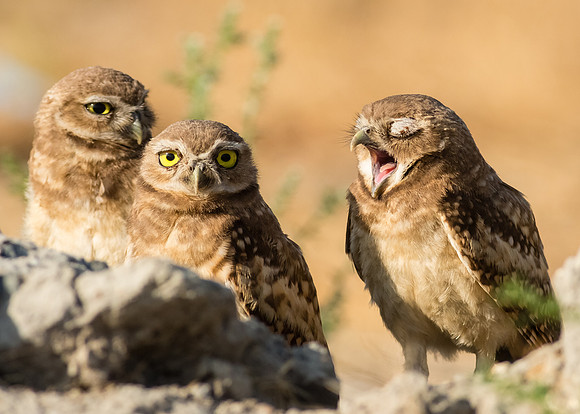 Just not a morning owl.....