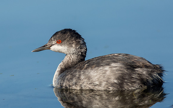 Eared Grebe