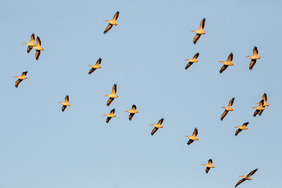 Pelican flight crew