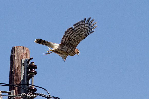 hawk-8434