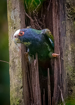 White-crowned Parrot