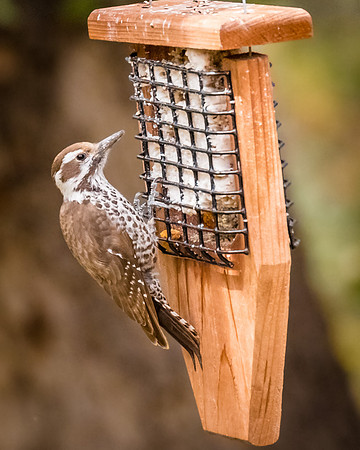 Arizona Woodpecker
