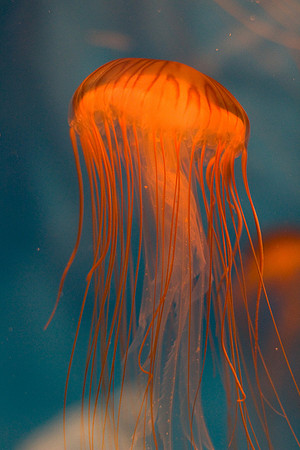 LB-aquarium-0387