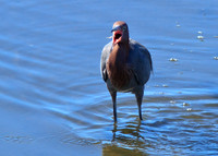 Reddish Egret