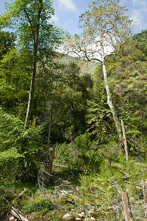 falls-cnyn-6979