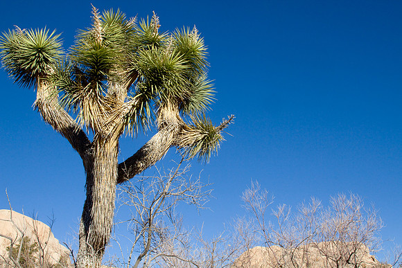 joshuatree09-2665