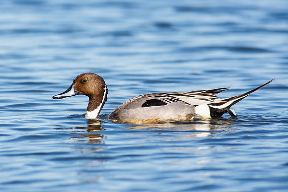 Northern Pintail